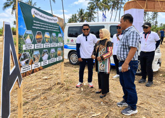 Panen Jagung Purwosekar Malang, Produktivitas Naik 6 Kali Lipat sejak 2021