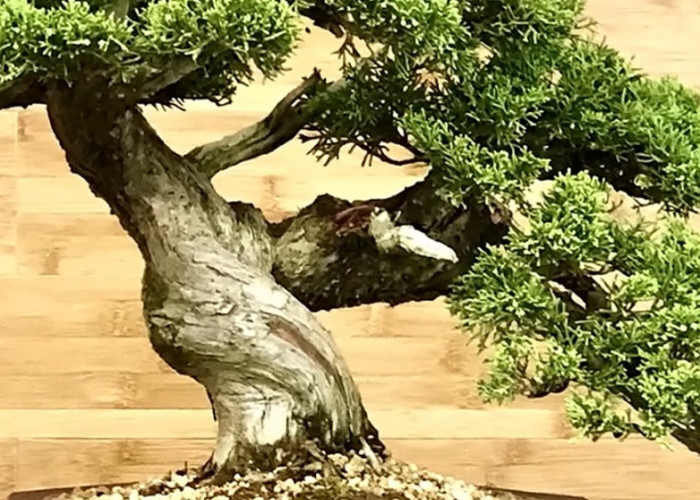 5 Jenis Bonsai untuk Pemula yang Mudah Dirawat, Cocok untuk Belajar Membentuk Tanaman
