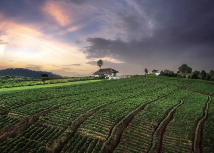 Bukit Brakseng: Wisata Alam Sejuk dengan Panorama Hijau di Batu