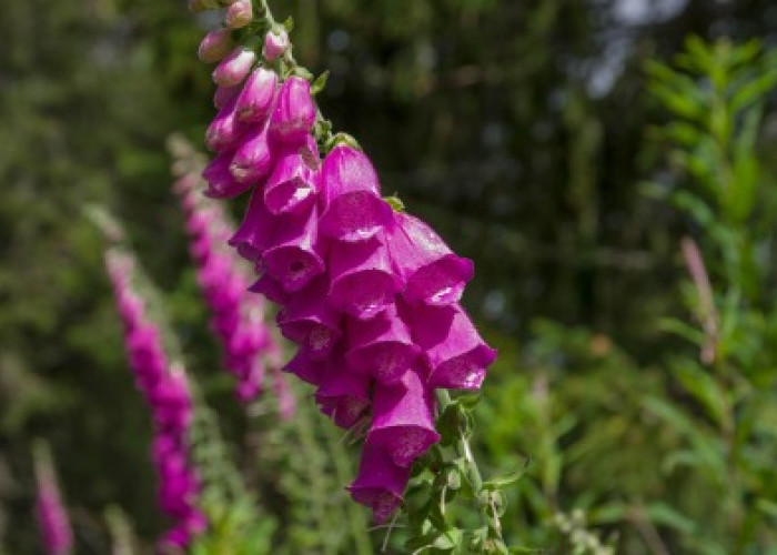 Bunga Bidal, Keindahan Beracun yang Menyimpan Sejarah Medis Dunia