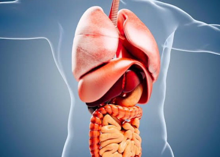 Kebiasaan Sehari-hari yang Diam-Diam Merusak Organ Tubuh: Dari Jantung hingga Empedu