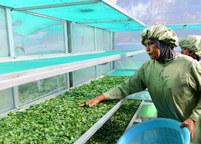 Ekspor Daun Kelor Jawa Timur Tembus China, Sumenep Kirim 200 Ton, Mojokerto 20 Ton