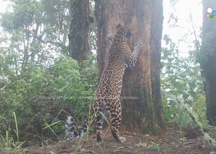 Macan Tutul TNBTS dan Mendolo Ternyata Satu Jenis, Ada Macan Kumbang di Balik Hutan Bromo