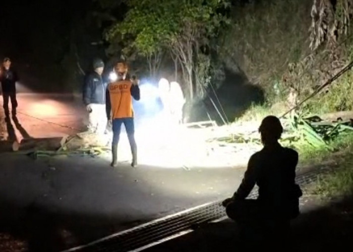 Pohon Pinus Tumbang Timpa Kabel PLN di Songgoriti Kota Batu, Tiang Listrik Roboh dan Jalan Sempat Lumpuh