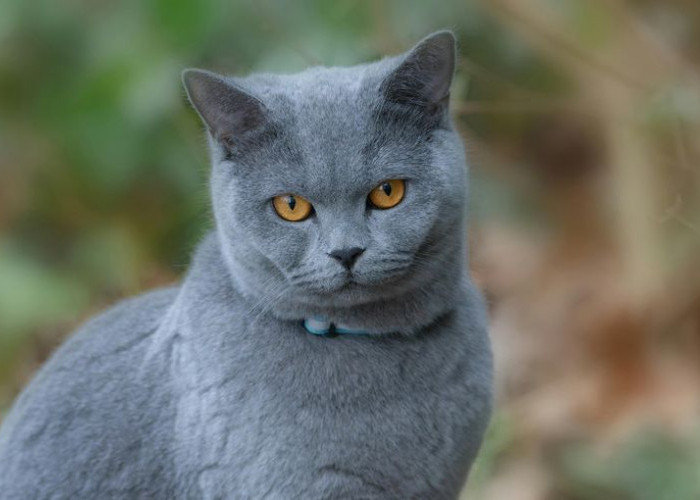 British Shorthair: Kucing Bersejarah dengan Pesona yang Tak Pernah Pudar