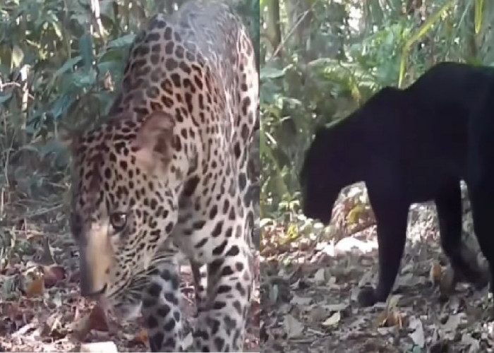 Dua Macan Tutul Jawa Terekam Bersamaan di Hutan Mendolo Pekalongan, Ada Macan Kumbang