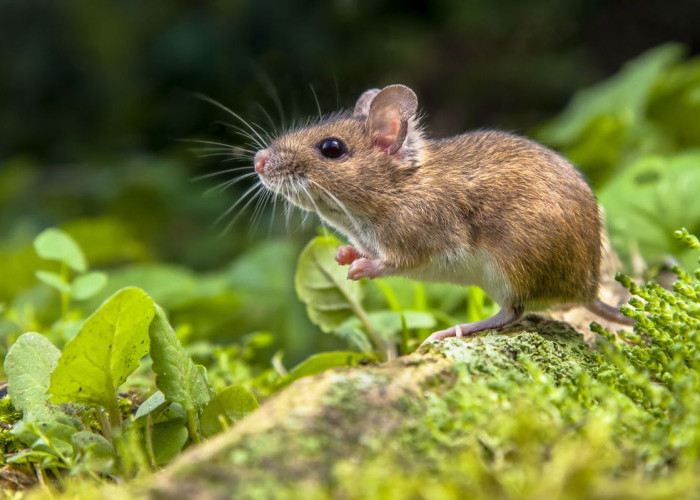 Waspada Ancaman Fatal Hantavirus dan Pentingnya Menjaga Kebersihan Lingkungan