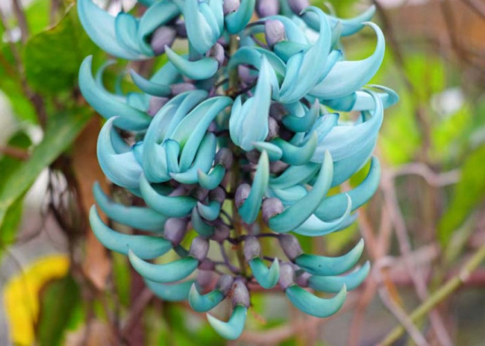 Bunga Jade Vine: Keajaiban Tropis Langka dari Hutan Hujan Filipina