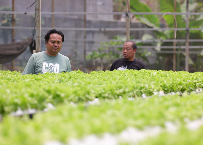 ari Hidroponik hingga Pasar Modern, CooSAE Kota Batu Siap Adopsi Model Jateng