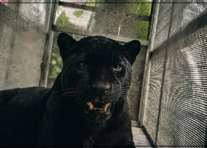 Macan Kumbang Masuk Permukiman Warga Batang, Ternyata Terluka di Telapak Kaki