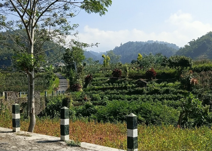 Wangi Mawar di Lereng Arjuna: Dari Petani Sayur Gunungsari Menjadi Kiblat Florikultura Nusantara