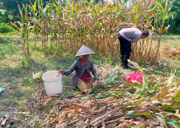 Polisi Bantu Petani Panen 1,2 Ton Jagung di Cemorokandang, Kota Malang