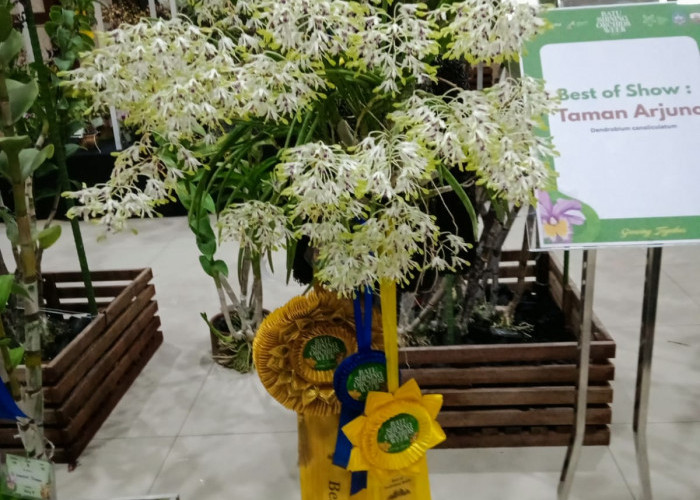 Pameran Anggrek Nasional di Kota Batu, Anggrek Bulan Tetap Jadi Primadona