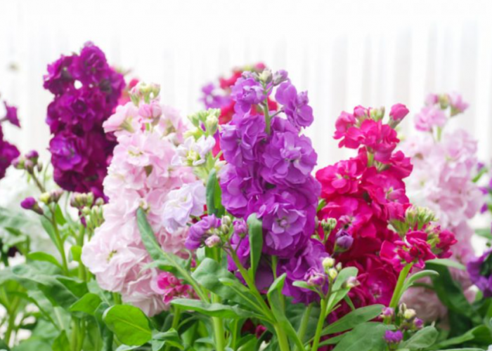 Di Balik Harumnya Matthiola, Bunga Hias Favorit sejak Zaman Eropa Kuno