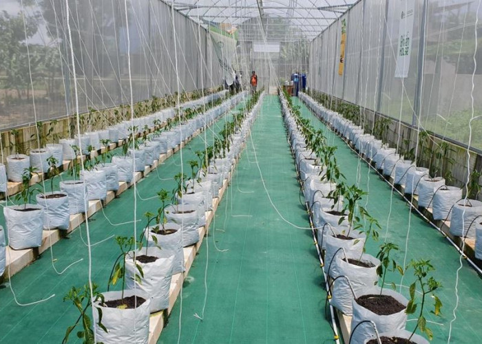 Desember Pedas: Rutinitas Musiman dan Alarm Tata Kelola Rantai Pasok Cabai