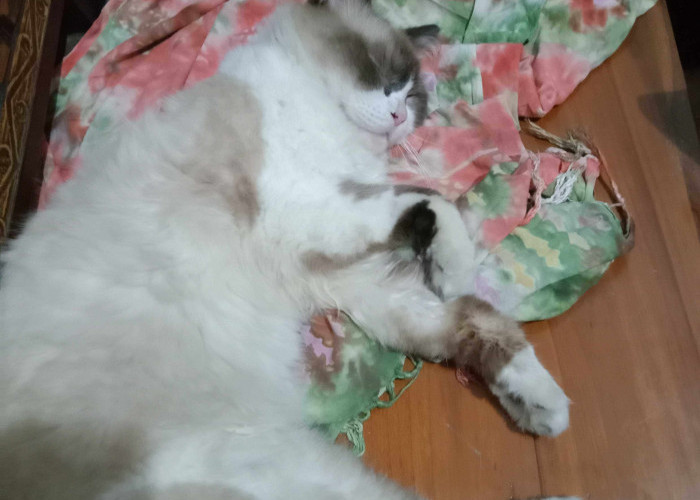 Pahami Bahasa Tubuh Kucing lewat Gerakan Ekor untuk Hindari Gigitan dan Cakaran