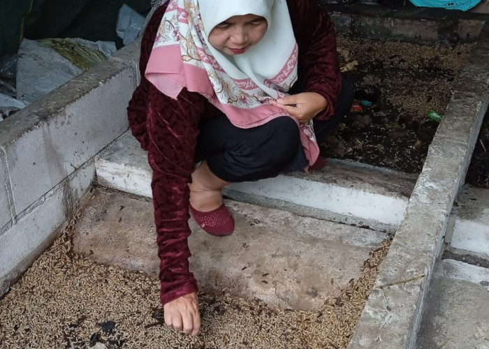 Budidaya Maggot di Kota Malang Meningkat, Jadi Solusi Pakan Ternak dan Pengurangan Sampah Organik