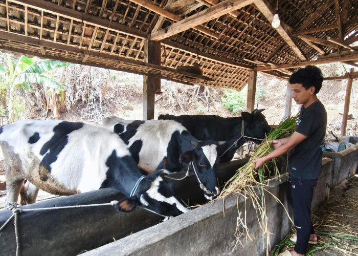 Hadapi Kemarau, Peternak Sapi di Dusun Brau Batu Putar Otak Jaga Stok Pakan