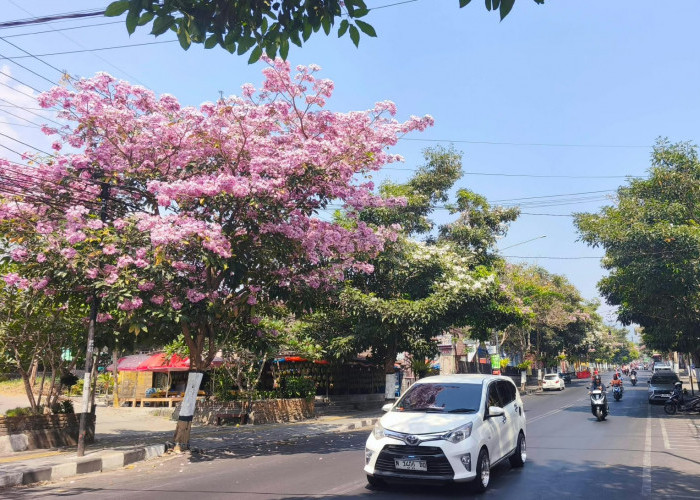 5 Fakta Tabebuya yang Bikin Kota Batu Tampak Seperti Negeri Sakura