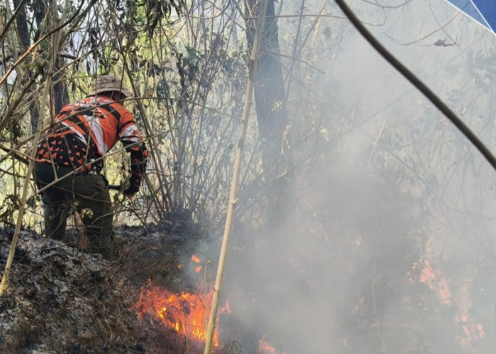 Karhutla Bumiaji Kota Batu Bakar 2,29 Hektare, Api Berhasil Dipadamkan sebelum Meluas