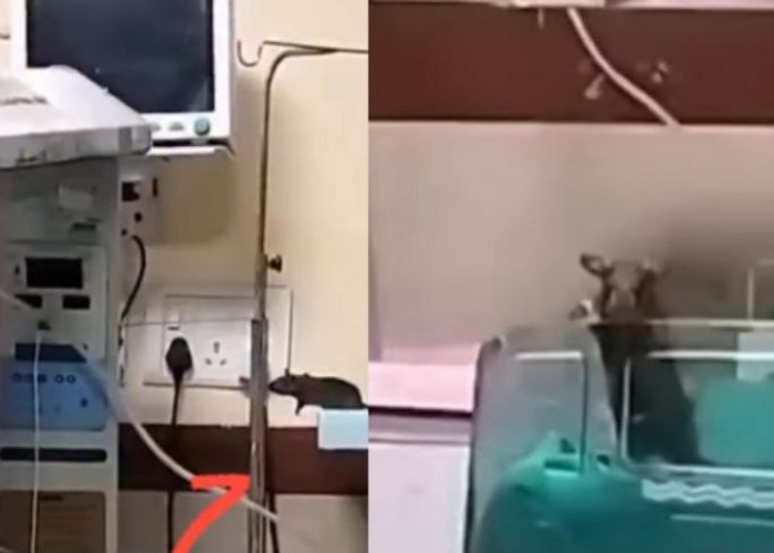 2 Bayi Meninggal Dunia di Rumah Sakit Karena Digigit Tikus, Kepala Perawat Diskors