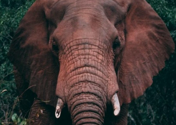 Hari Gajah Sedunia 12 Agustus, Populasi Gajah Sumatera Tinggal 924–1.359 Ekor