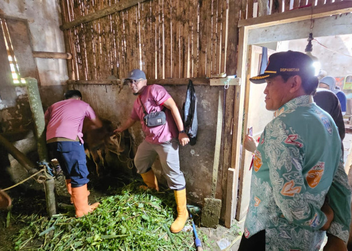 Gencarkan Vaksinasi, Kota Malang Sukses Kendalikan Kasus PMK