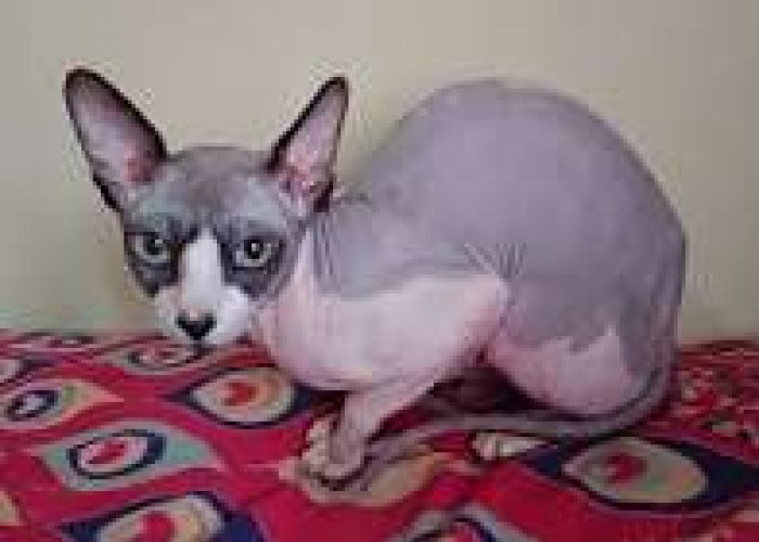 Kucing Sphynx Tanpa Bulu: Fakta Genetik, Keunikan, dan Cara Merawatnya