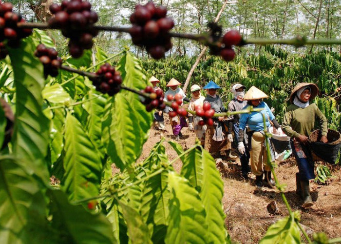 Menyusuri Jejak Rasa 9 Kopi Unggulan Indonesia di Hari Kopi Nasional 7 Mei