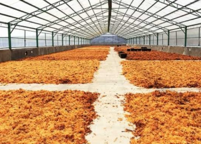 Menjawab Tantangan Hilirisasi Non-Hidrokoloid demi Kedaulatan Rumput Laut Nasional