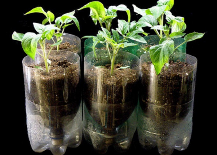 Cara Membuat Hidroponik dari Botol Bekas, Solusi Berkebun Hemat di Lahan Sempit