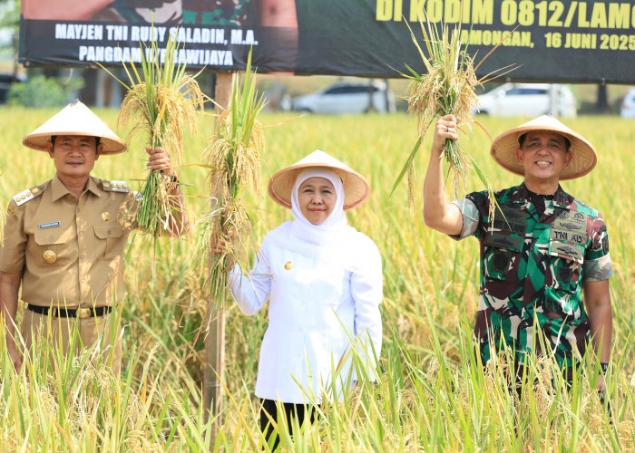 Potensi Produksi Padi Jatim Tembus 7,71 Juta Ton GKG, Juara Nasional