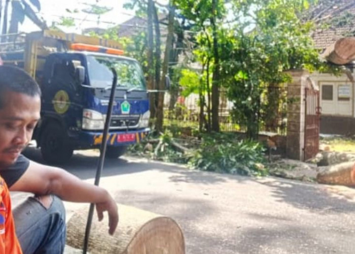 Angin Kencang Tumbangkan Pohon Besar di Jalan Jakarta Kota Malang, Kabel Listrik dan Pagar Warga Tertimpa
