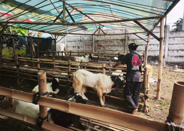 300 Personel Bakal Diterjunkan Periksa Hewan Kurban di Titik Potong di Kota Batu