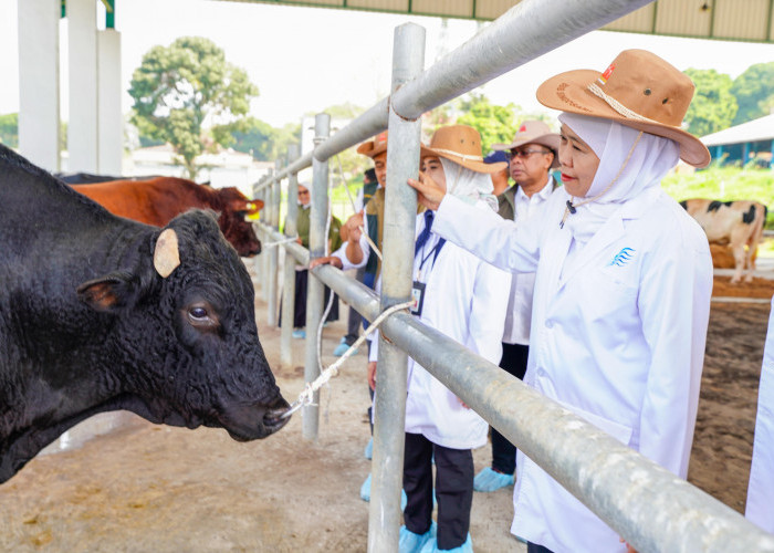 Khofifah Kunjungi BBIB Singosari, Optimistis Sapi Wagyu dan Belgian Blue Dorong Swasembada Daging Nasional