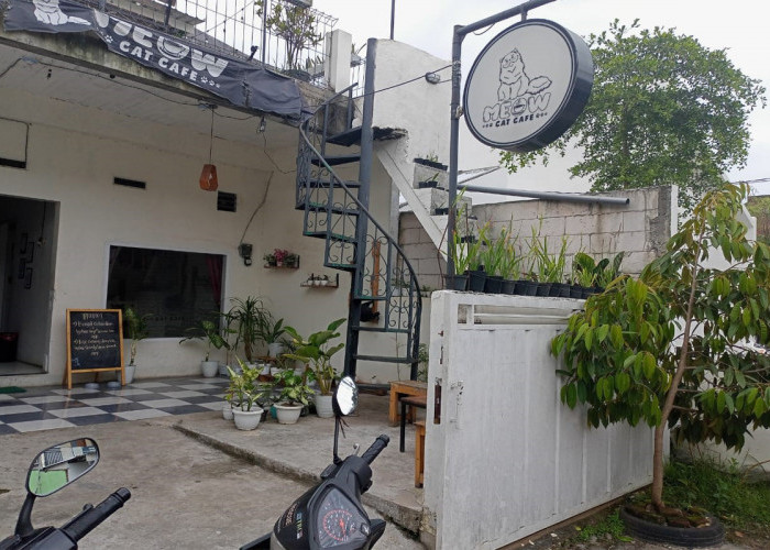 Meow Cat Cafe Malang: Ruang Nyaman Bersama Kucing-Kucing Menggemaskan