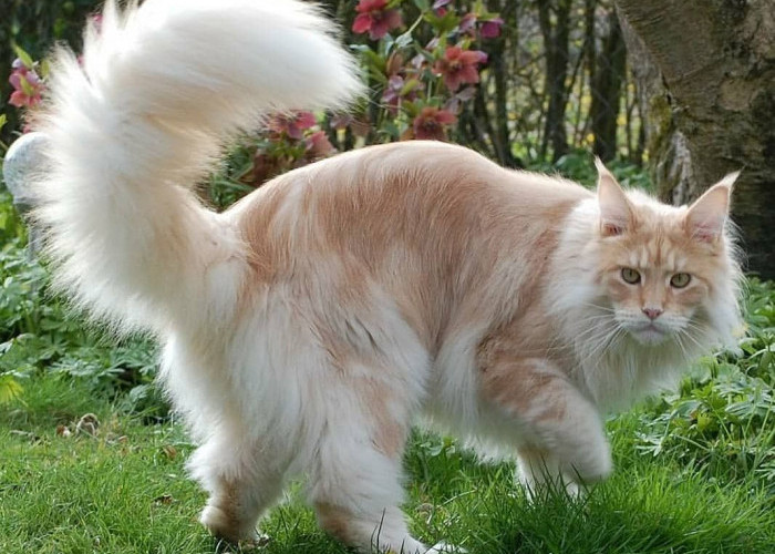Maine Coon: Si Raksasa Lembut yang Cerdas, Harga dan Panduan Perawatannya 