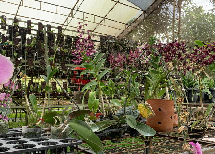 Kampung Anggrek Kota Wisata Batu Tawarkan Wisata Edukasi hingga Penjualan Tanaman