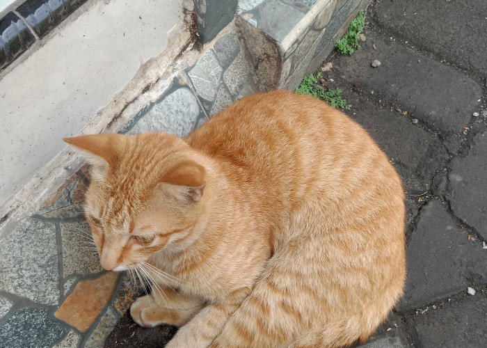 Kucing Oren Punya Fakta Genetik Menarik, Kenapa Mayoritas Jantan dan Benarkah Ramah?