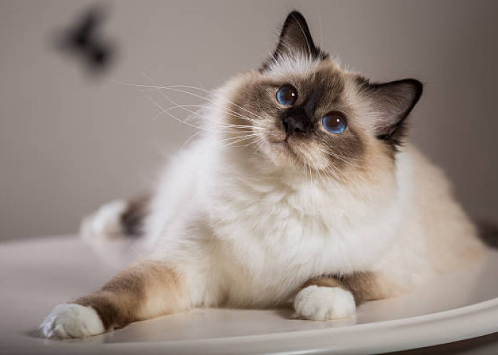 Tips Menjaga Kucing Tetap Sehat dan Bebas Flu di Tengah Musim Hujan