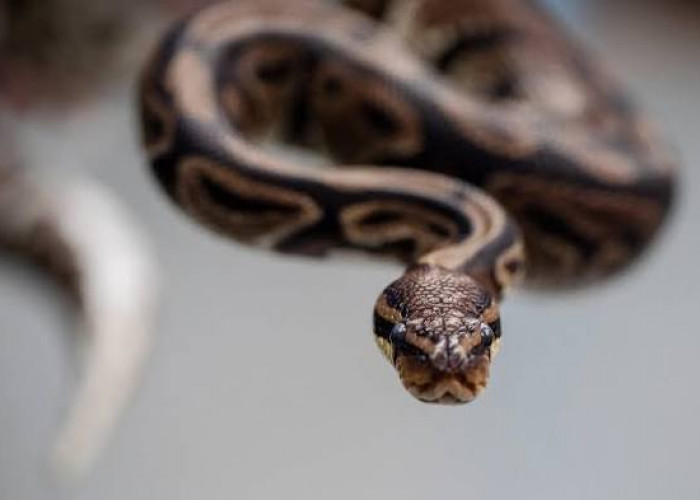 Ball Python Jadi Ular Peliharaan Terbaik untuk Pemula, Ini Alasan Banyak Pakar Merekomendasikannya
