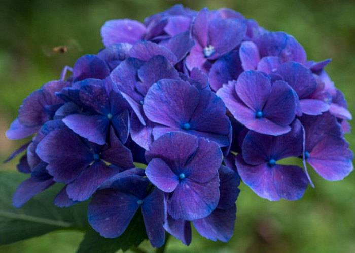 Keindahan Bunga Hydrangea: Asal-usul, Makna Budaya, dan Fenomena Perubahan Warna