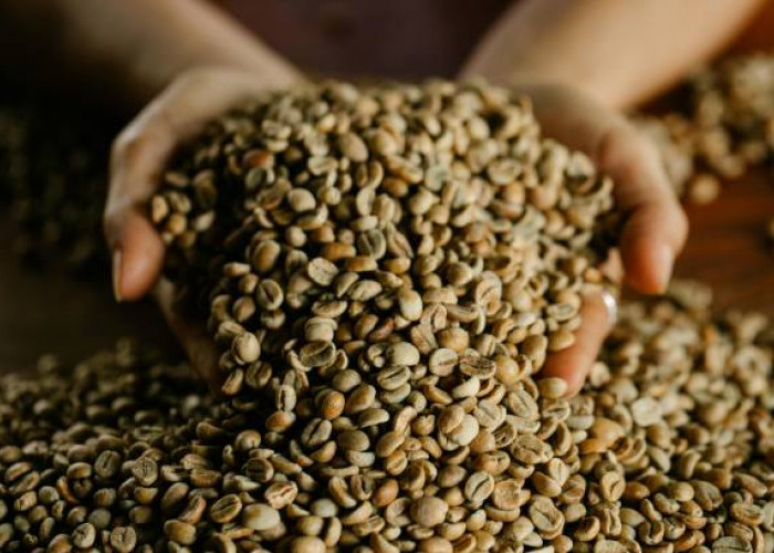 9 Fakta Unik Kopi Lintong Nihuta: Karakter Lembut dari Tanah Vulkanik Danau Toba