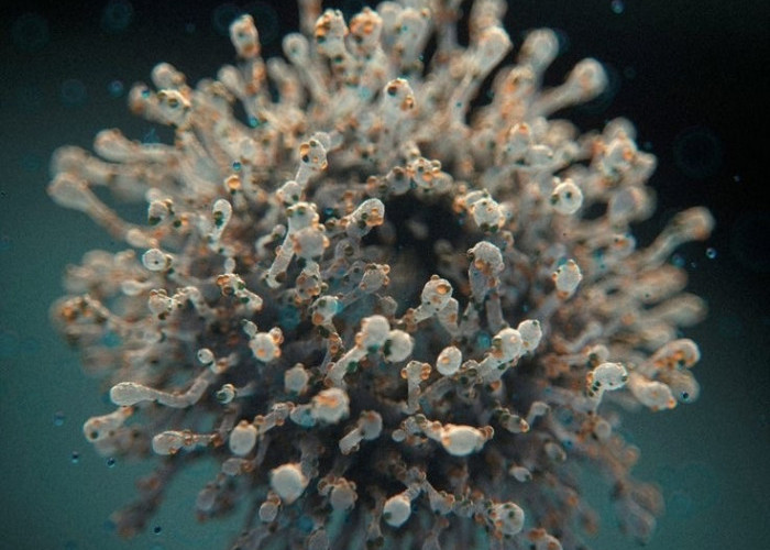 Waspada Virus Nipah, Dinkes Kota Malang Imbau Warga Hindari Konsumsi Buah Jatuh