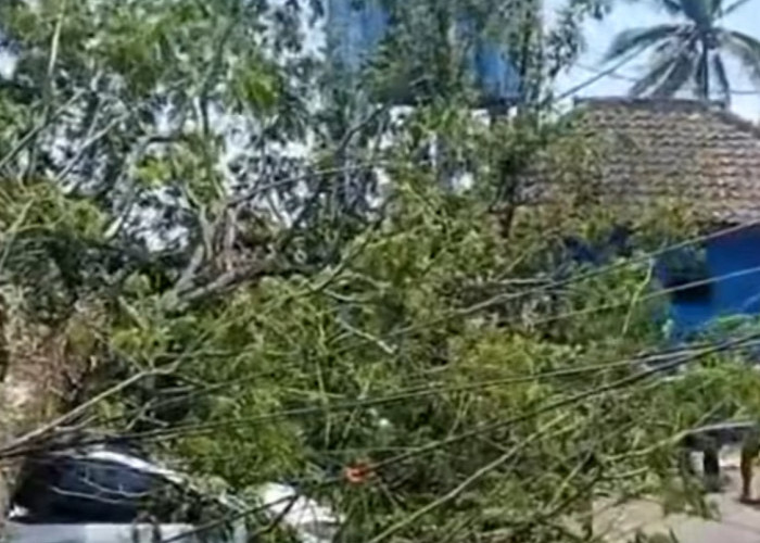 Di Bululawang, Angin Kencang  Robohkan Pohon Trembesi, Mobil Tertimpa, Lalu Lintas Lumpuh Sementara