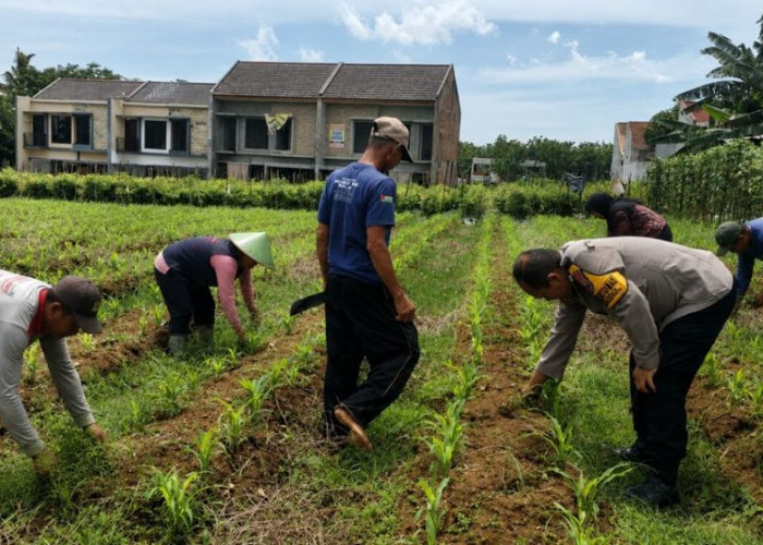Polisi dan Petani Bahu-Membahu di Sawah, Panen Jagung di Malang Ditarget Tembus 35 Kuintal
