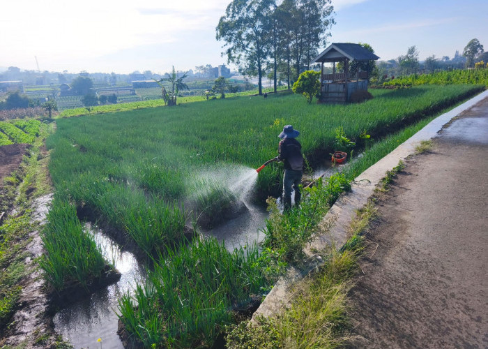 423 Hektare Sawah Kota Batu Bakal Dikunci, Pemkot Tak Mau Lumbung Pangan Kalah oleh Vila