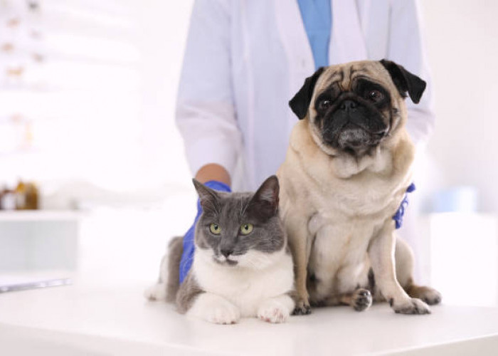 Hari Rabies Sedunia 2025: Ajak Dunia Bertindak Bersama, Kota Batu Gelar Vaksinasi Gratis