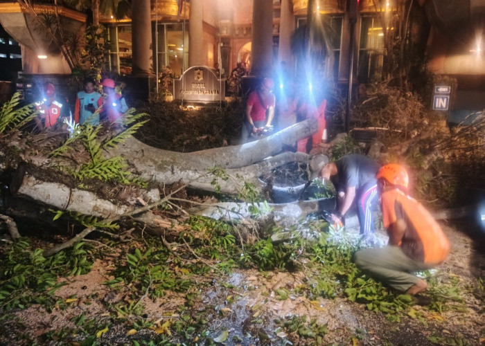 Pohon Tumbang di Jalan Dr Cipto Malang, Satu Mobil Rusak Ringan