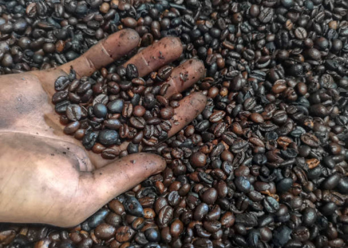 9 Fakta Unik Kopi Java Preanger: Pelopor Kopi Nusantara yang Menaklukkan Dunia sejak Abad ke-18